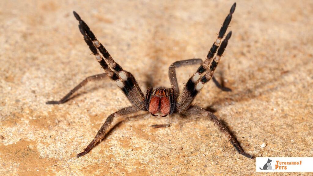 Aranha-Armadeira (Phoneutria)