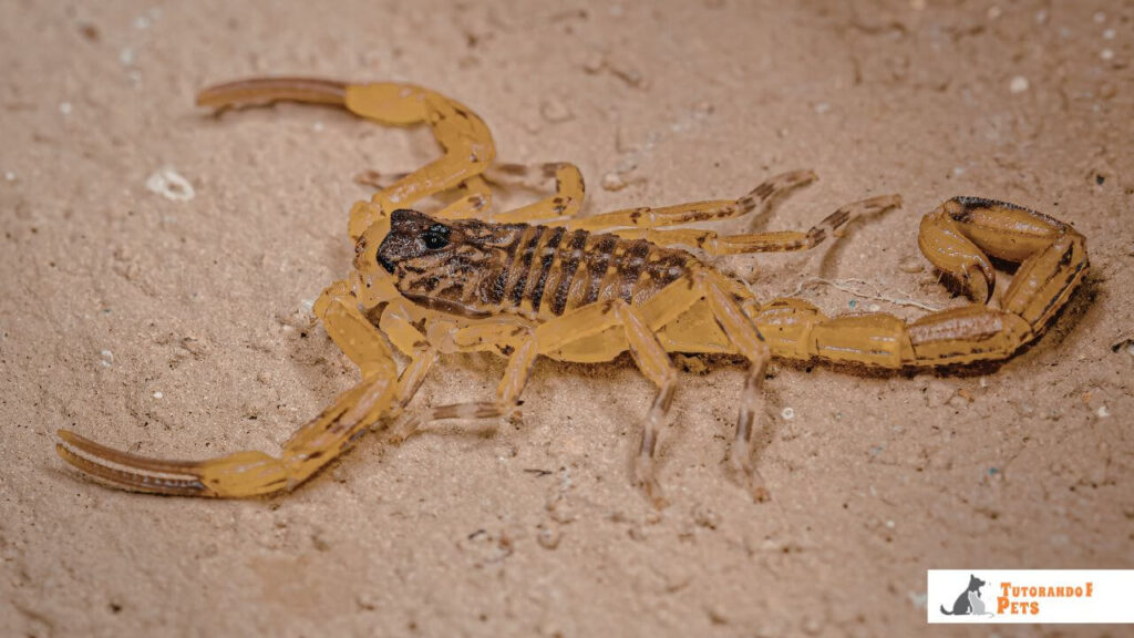 Escorpião-Amarelo (Tityus serrulatus)