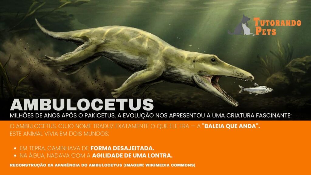 Representação Ambulocetus.