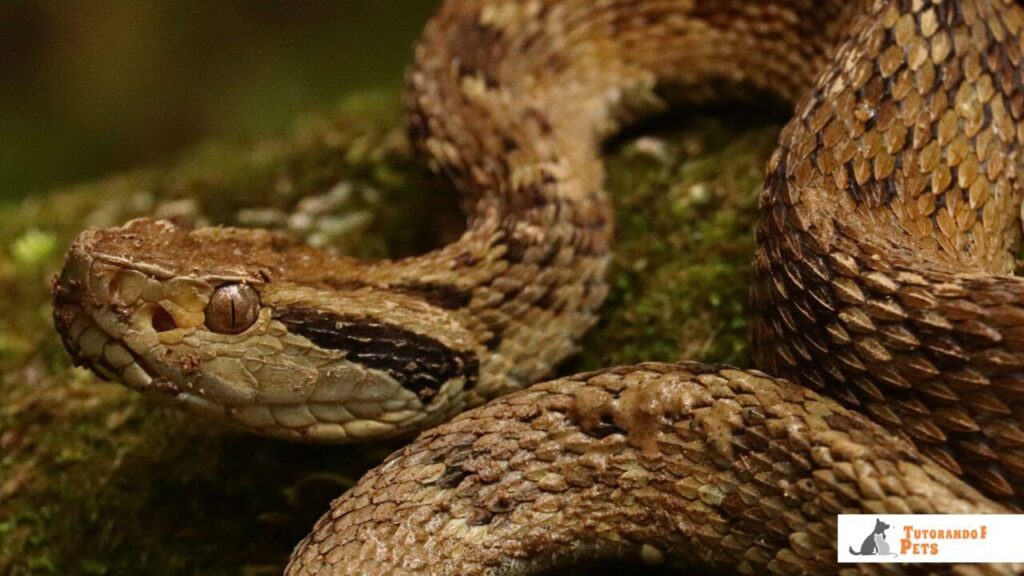 Jararaca (Bothrops jararaca)