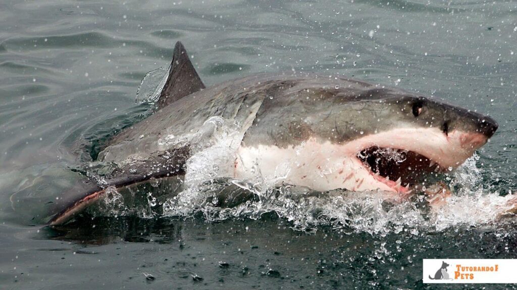 O Estigma dos Animais Perigosos na Cultura Pop