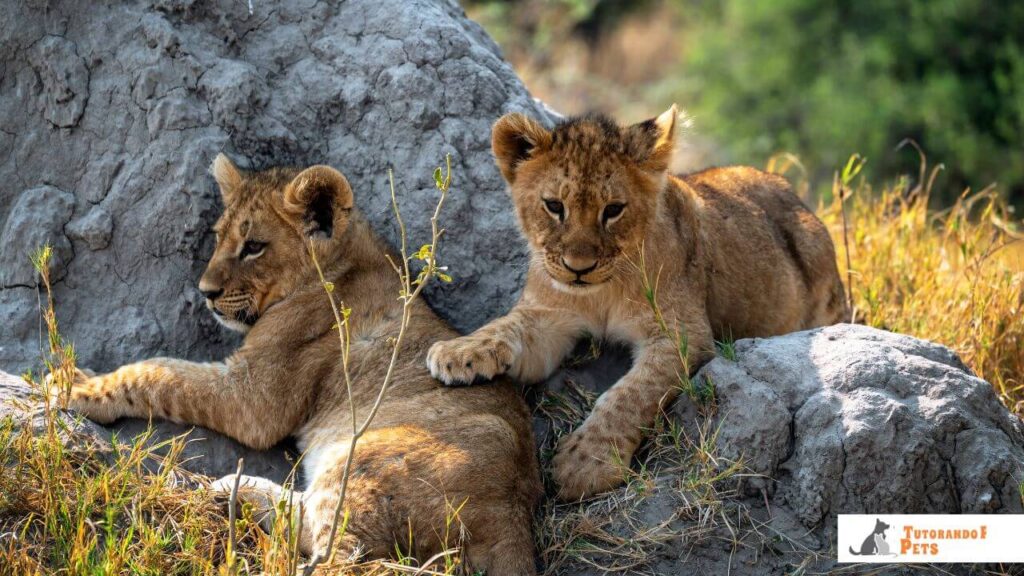 Conservação: O Rei Está em Perigo?