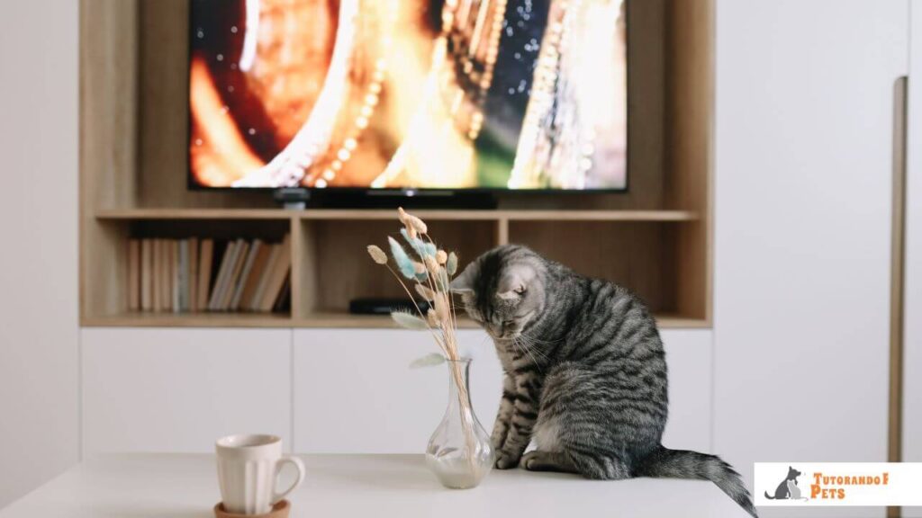 Gato cinza em cima da mesa da sala encarando fixamente um vaso, prestes a testar a gravidade e seu instinto de caça