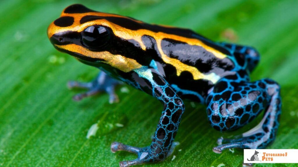 Sapo-Ponta-de-Flecha (Dendrobatidae)