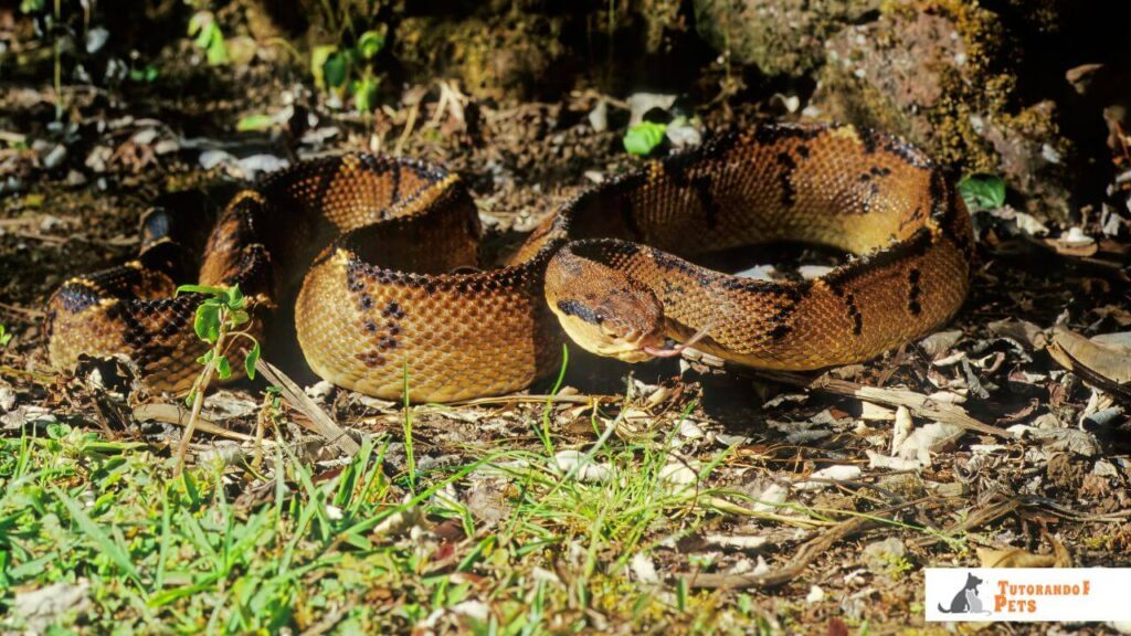 Surucucu-Pico-de-Jaca (Lachesis muta)