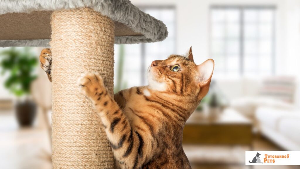 Gato com pelagem manchada estilo onça brincando ativamente em um arranhador, demonstrando o uso correto de enriquecimento ambiental.