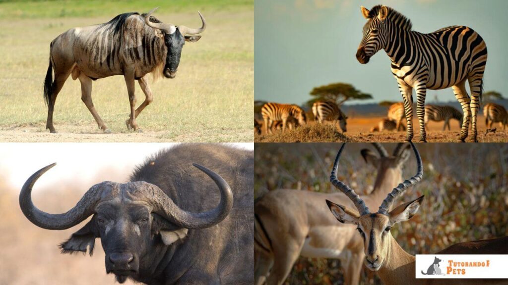 Conjunto de quatro imagens mostrando as principais presas do leão: um gnu, uma zebra, um búfalo africano e um antílope.