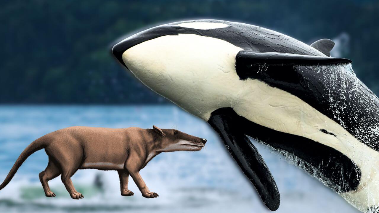 evolução das baleias