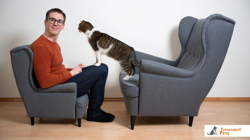 Gato cinza na frente de um homem sentado, tentando chamar a atenção do dono para interagir e aliviar o tédio