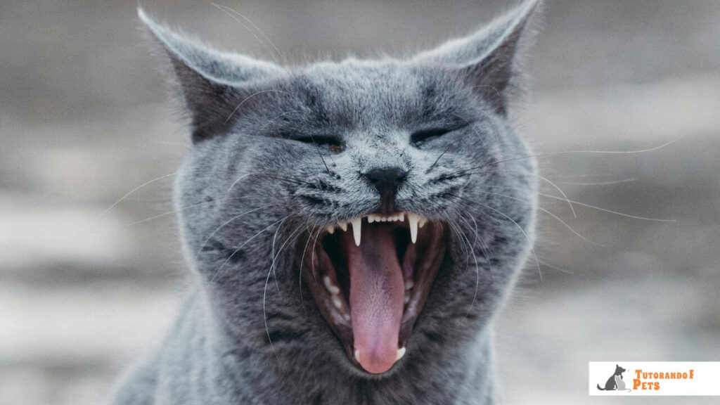 Close de um gato cinza miando intensamente, ilustrando o comportamento de vocalização excessiva associado ao estresse.