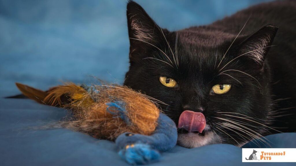 Gato preto cercado de brinquedos, canalizando seu instinto natural de caça de forma segura em vez de derrubar objetos.
