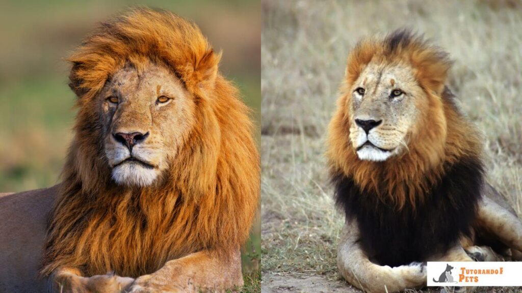 Comparativo entre dois leões machos: um exibindo uma juba clara e loira, e outro com uma juba escura e densa, ilustrando as diferenças nos níveis de testosterona.