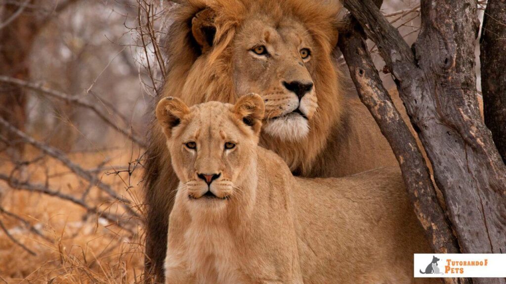 Um leão macho e uma leoa lado a lado, ilustrando a parceria da alcateia entre o protetor do território e a caçadora principal.