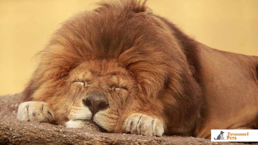 Leão deitado de lado dormindo profundamente na sombra de uma árvore.