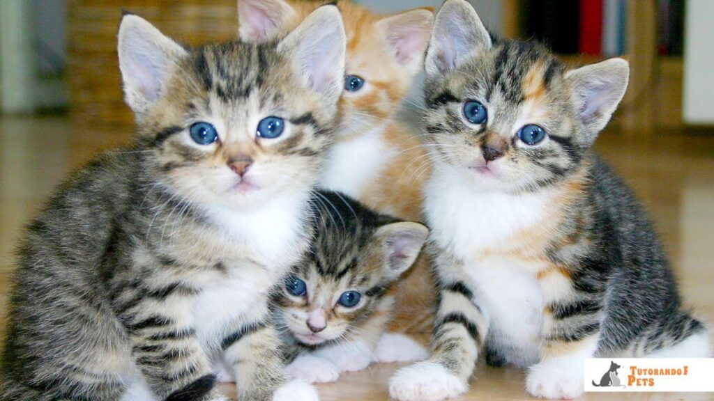 Grupo de filhotes de gato malhados juntos, representando a alta energia e a curiosidade natural típicas de gatos jovens e certas raças.