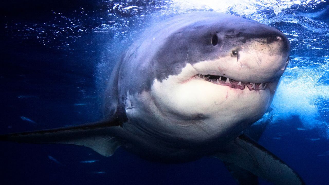 Animais Perigosos: Será mesmo que o Tubarão Ataca Humanos porque Gosta?