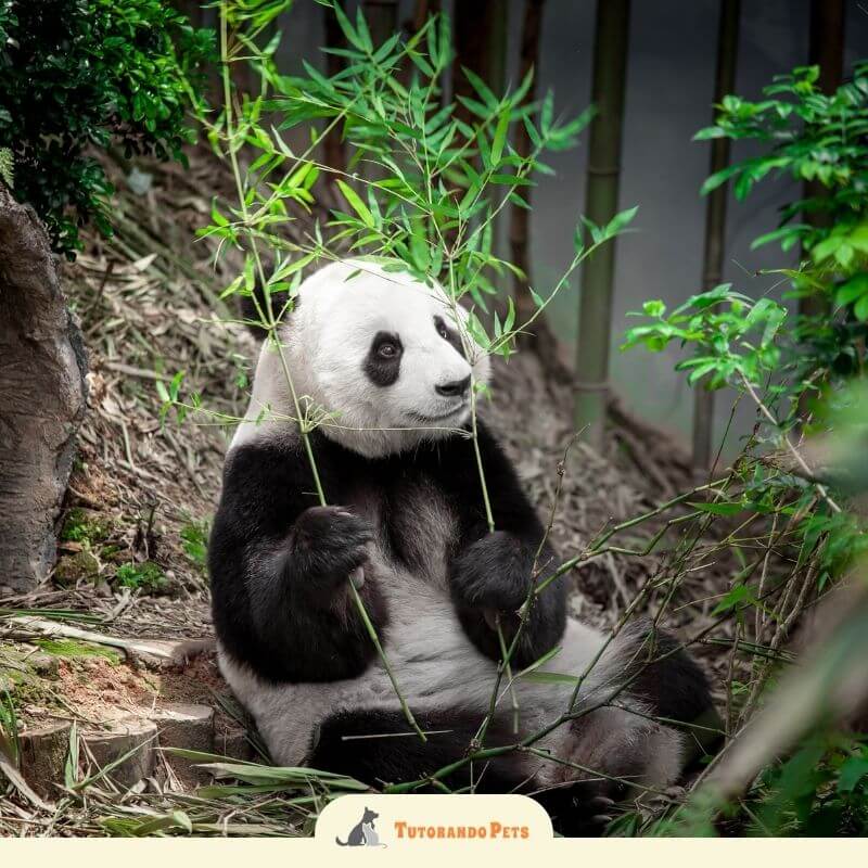 Fotografia de um panda gigante sentado no chão de uma floresta, segurando e mastigando finos ramos de bambu verde. Ele está cercado por folhagem e troncos de árvores.