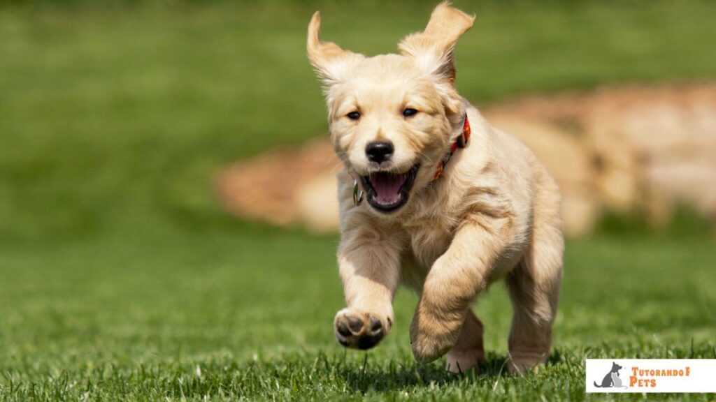 Filhote de Golden Retriever correndo em alta velocidade com expressão de euforia, ilustrando um episódio típico de atividade frenética (FRAP).