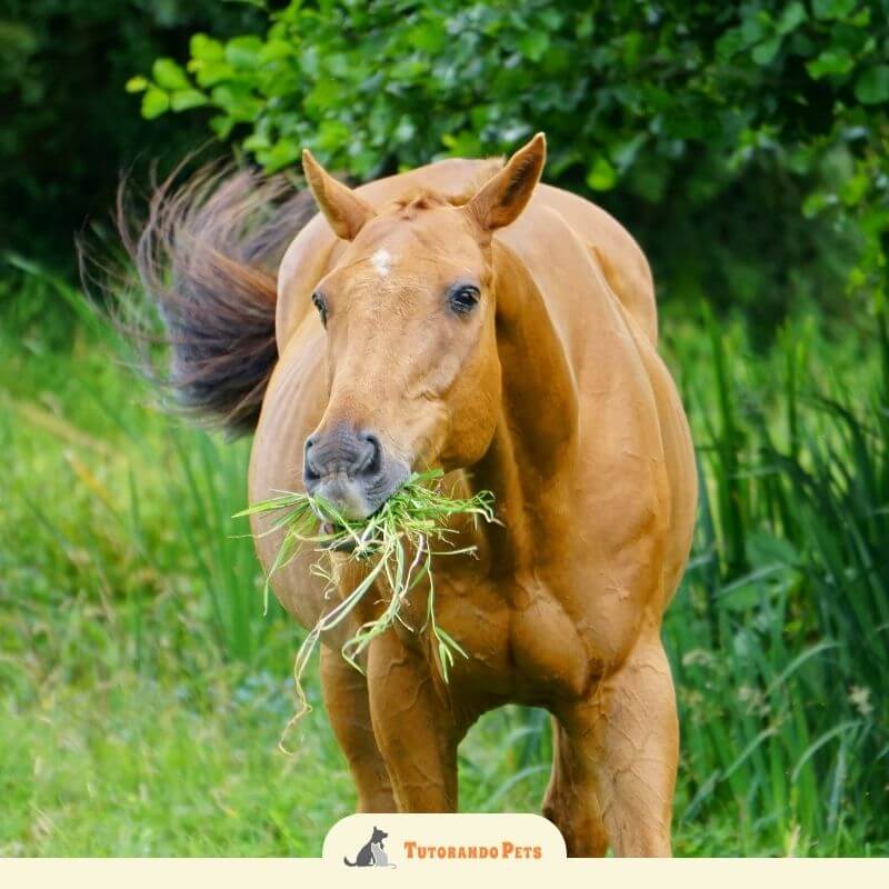Foto em close-up de um cavalo de pelagem alazã (dourada) com um grande tufo de grama verde na boca. Ele olha diretamente para a câmera, e sua cauda está em movimento ao fundo. A imagem transmite uma sensação de saúde e vitalidade em um ambiente natural.