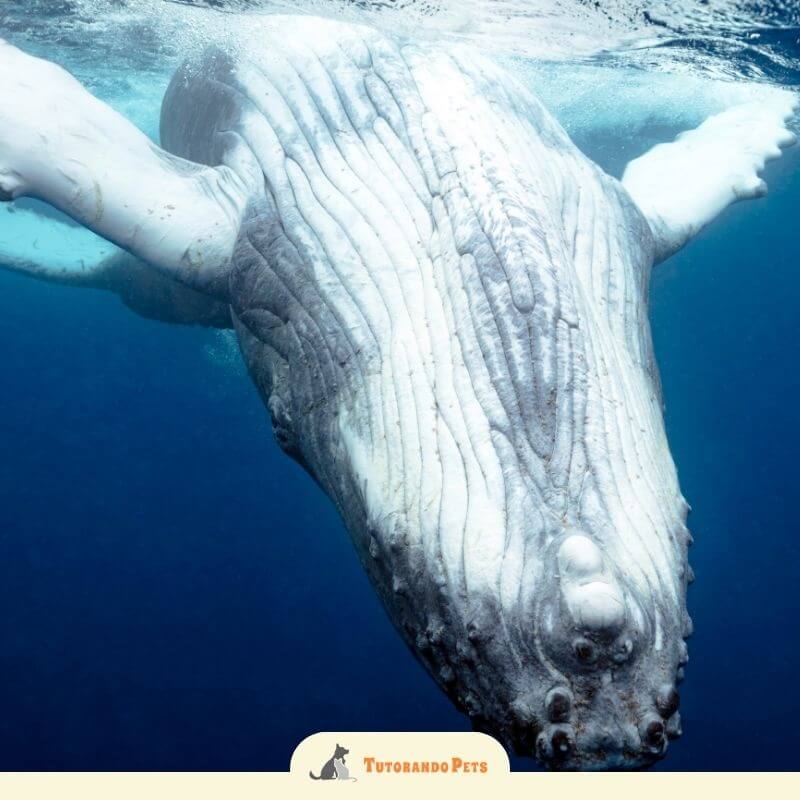 Fotografia em close-up de uma baleia azul nadando em direção à lente da câmera. A imagem destaca a textura de sua pele e as longas pregas ventrais ao longo de sua garganta e barriga. Na parte inferior, há uma faixa clara com o logotipo "Tutorando PETS"