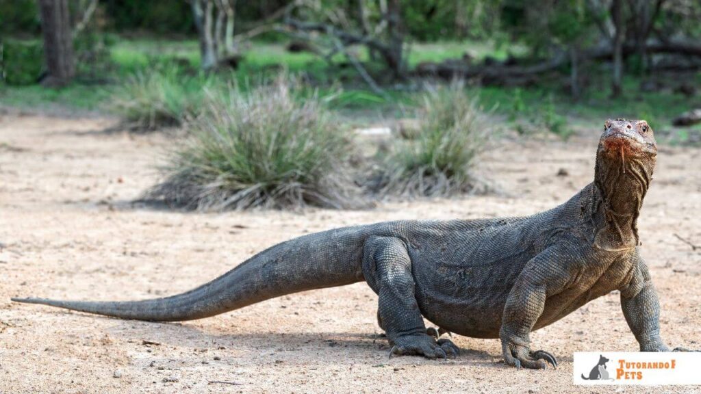 Vista lateral de corpo inteiro de um Dragão de Komodo, evidenciando seu grande porte robusto e a cauda longa.