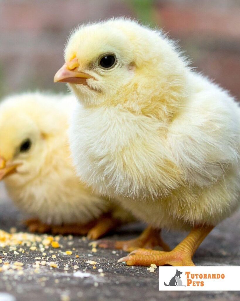 Dois pintinhos amarelos, pequenos e penugentos, em primeiro plano sobre uma superfície de pedra ou concreto com grãos de farelo espalhados. O pintinho da frente está em pé, virado para a esquerda, com o bico curto e olhos negros bem definidos. O segundo pintinho está logo atrás, levemente desfocado. No canto inferior direito, há um selo branco com o logotipo "Tutorando Pets", apresentando a silhueta de um cão e um gato em cinza e o nome em laranja.