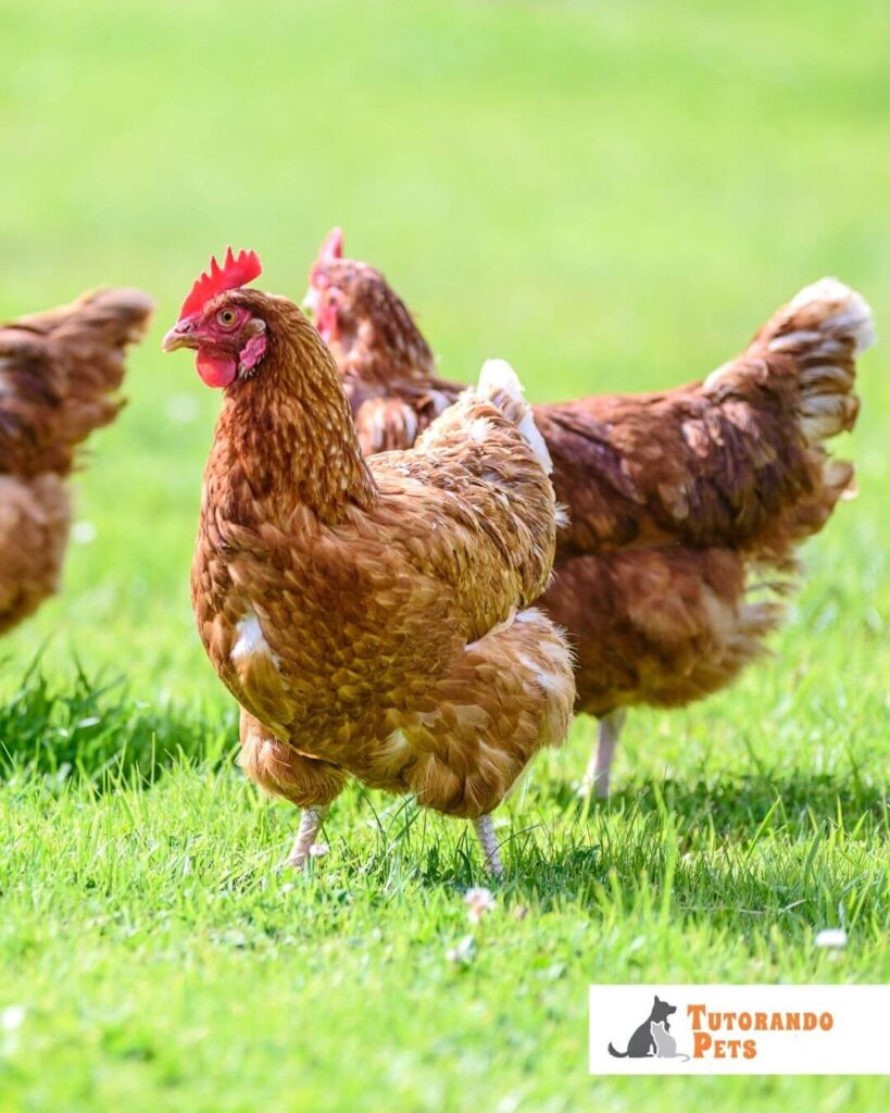 Três galinhas de plumagem marrom-avermelhada em um gramado verde ensolarado. A galinha em primeiro plano está de perfil, voltada para a esquerda, exibindo detalhes das penas castanhas, uma crista vermelha vibrante e um olho atento. As outras duas galinhas aparecem ao fundo, levemente desfocadas. No canto inferior direito, há um selo branco com o logotipo "Tutorando Pets", que inclui a silhueta de um cão e um gato.