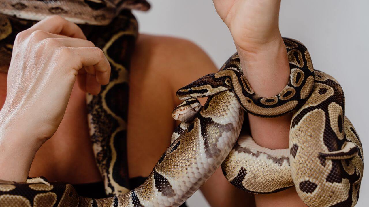 Uma pessoa segura uma serpente Píton Real que está enrolada em seu braço. A serpente tem um padrão de manchas marrons e beges. O fundo é neutro, focando na interação entre o tutor e o animal.