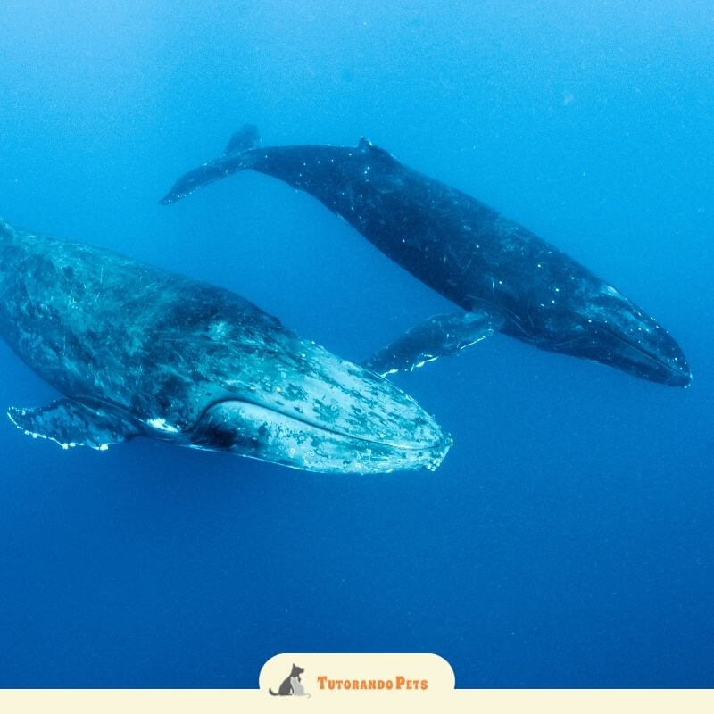 Fotografia subaquática vista levemente de cima, mostrando duas baleias azuis nadando lado a lado nas profundezas do oceano azul. Na parte inferior da imagem, há uma faixa clara com o logotipo "Tutorando PETS"