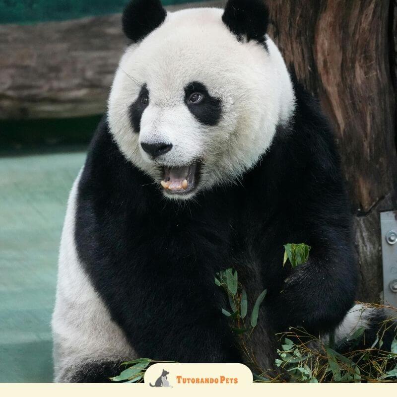 Close-up do rosto de um panda gigante enquanto ele come um broto de bambu. A imagem foca nos detalhes da pelagem branca e preta e na destreza das patas ao segurar o alimento.