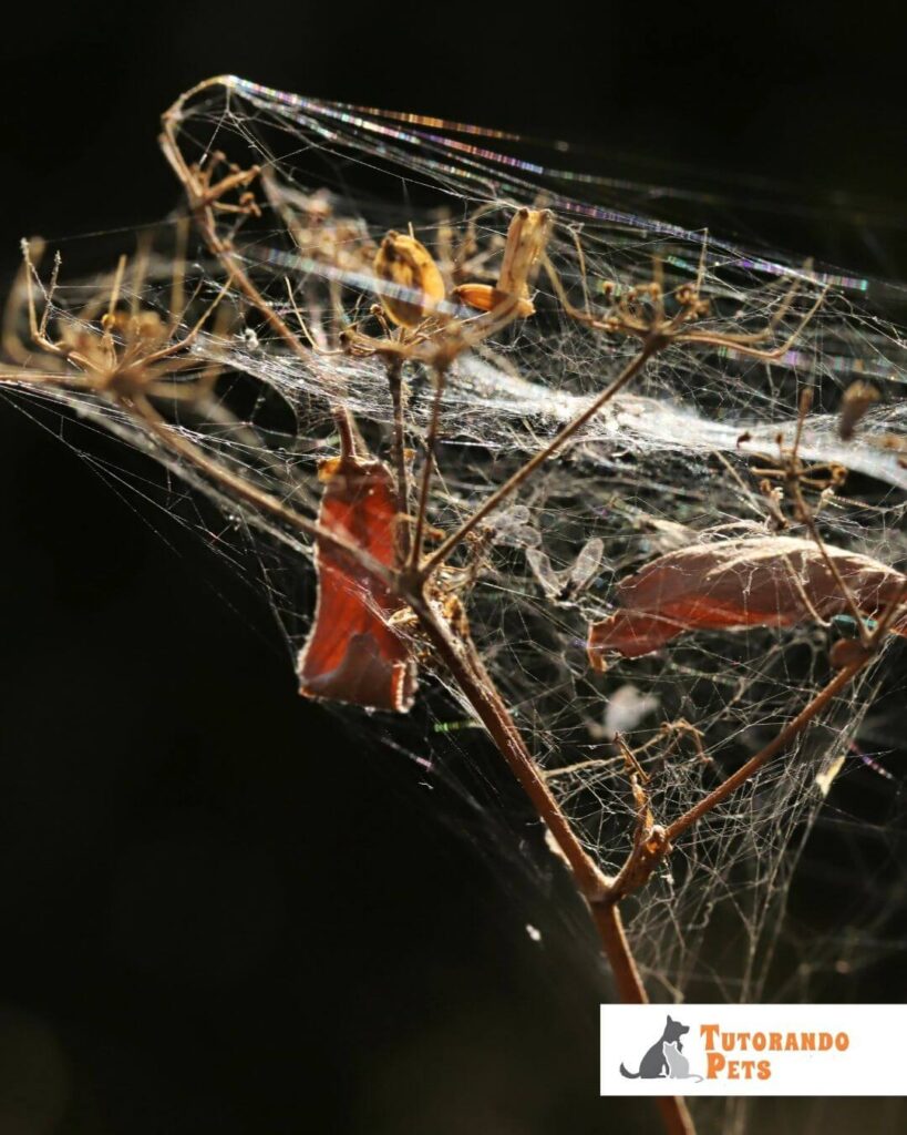 Fotografia macro de uma teia de aranha do gênero Cyclosa entre galhos secos e folhas mortas sob um fundo escuro. A teia apresenta um "estabilimento" central composto por detritos marrons e restos de presas, criando uma linha vertical de camuflagem. A aranha verdadeira está posicionada no centro, misturando-se perfeitamente às réplicas de detritos para enganar predadores. No canto inferior direito, há o logotipo "Tutorando Pets".