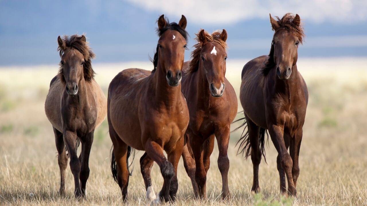 Fotografia colorida de quatro cavalos de pelagem castanha caminhando/trotando em direção à câmera em um campo aberto. Eles estão alinhados lado a lado, com expressões focadas e orelhas alertas para a frente. O fundo mostra uma planície vasta sob um céu levemente nublado.