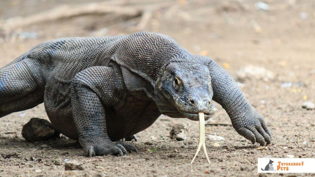 Close-up extremo e detalhado do rosto de um Dragão de Komodo, com foco na região da mandíbula onde foram descobertas as glândulas de veneno.