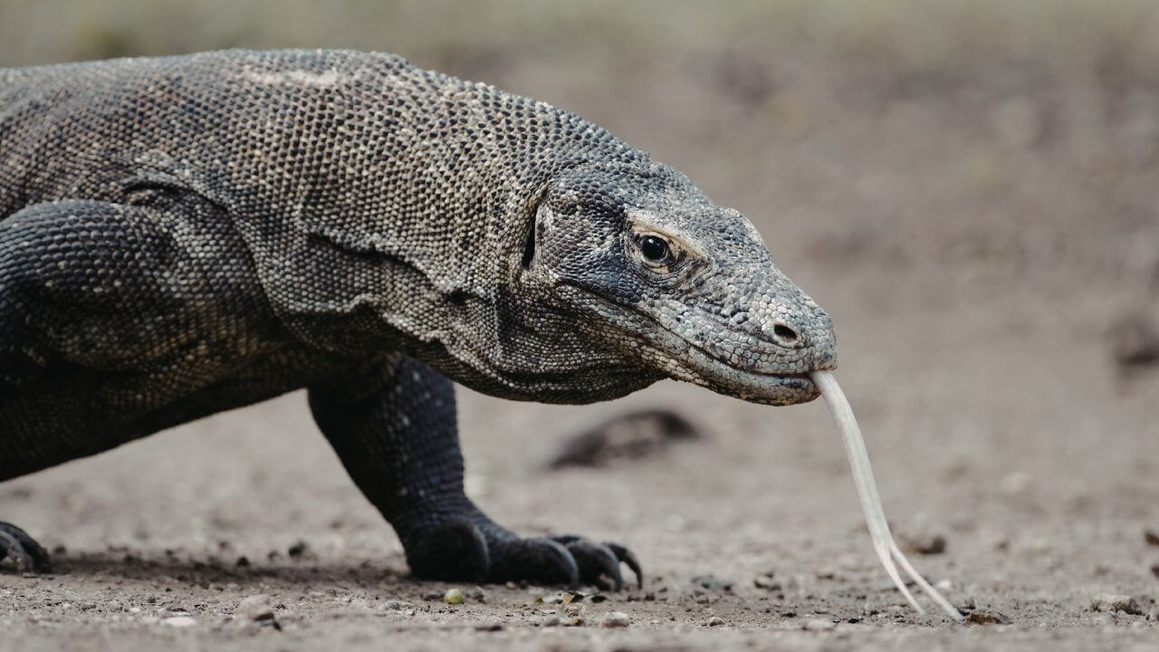 Rosto de um Dragão de Komodo em close extremo, revelando a textura rugosa das escamas e a estrutura robusta da cabeça.