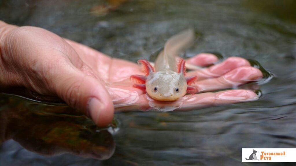 Uma mão humana submersa segurando delicadamente um pequeno axolote de coloração clara na água. A imagem demonstra a escala de tamanho do animal, acompanhada do logotipo Tutorando Pets no canto inferior.