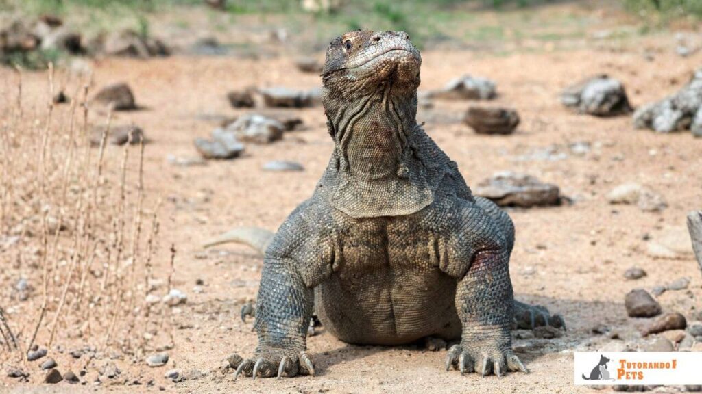 Dragão de Komodo visto de frente, encarando a câmera, destacando o porte robusto do maior lagarto venenoso do mundo.