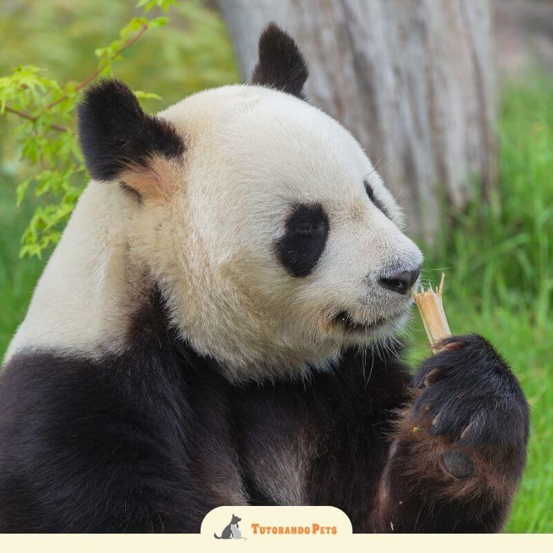 Perfil lateral de um panda gigante segurando firmemente um pedaço de bambu. A imagem destaca a anatomia da pata e o foco do animal no alimento, com fundo de vegetação verde desfocada.