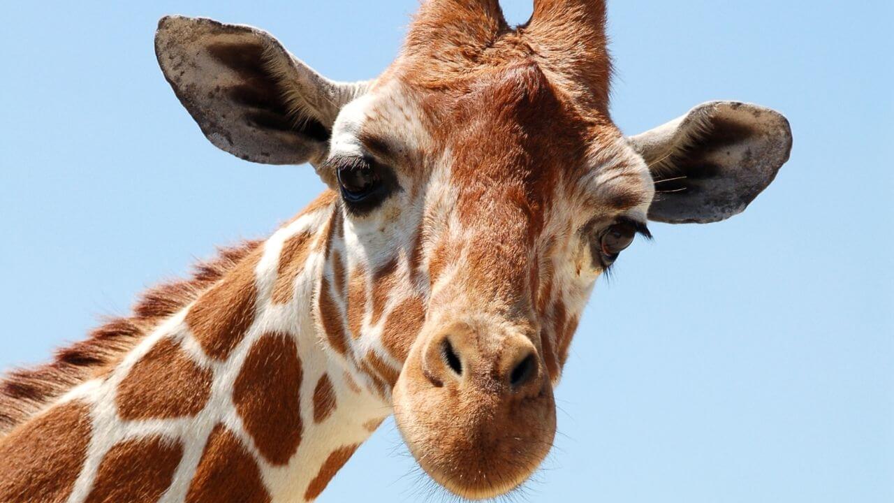 Fotografia de uma girafa vista de frente, com o pescoço inclinado, em uma savana africana. Ao fundo, árvores típicas da região e uma montanha levemente desfocada sob o céu azul.