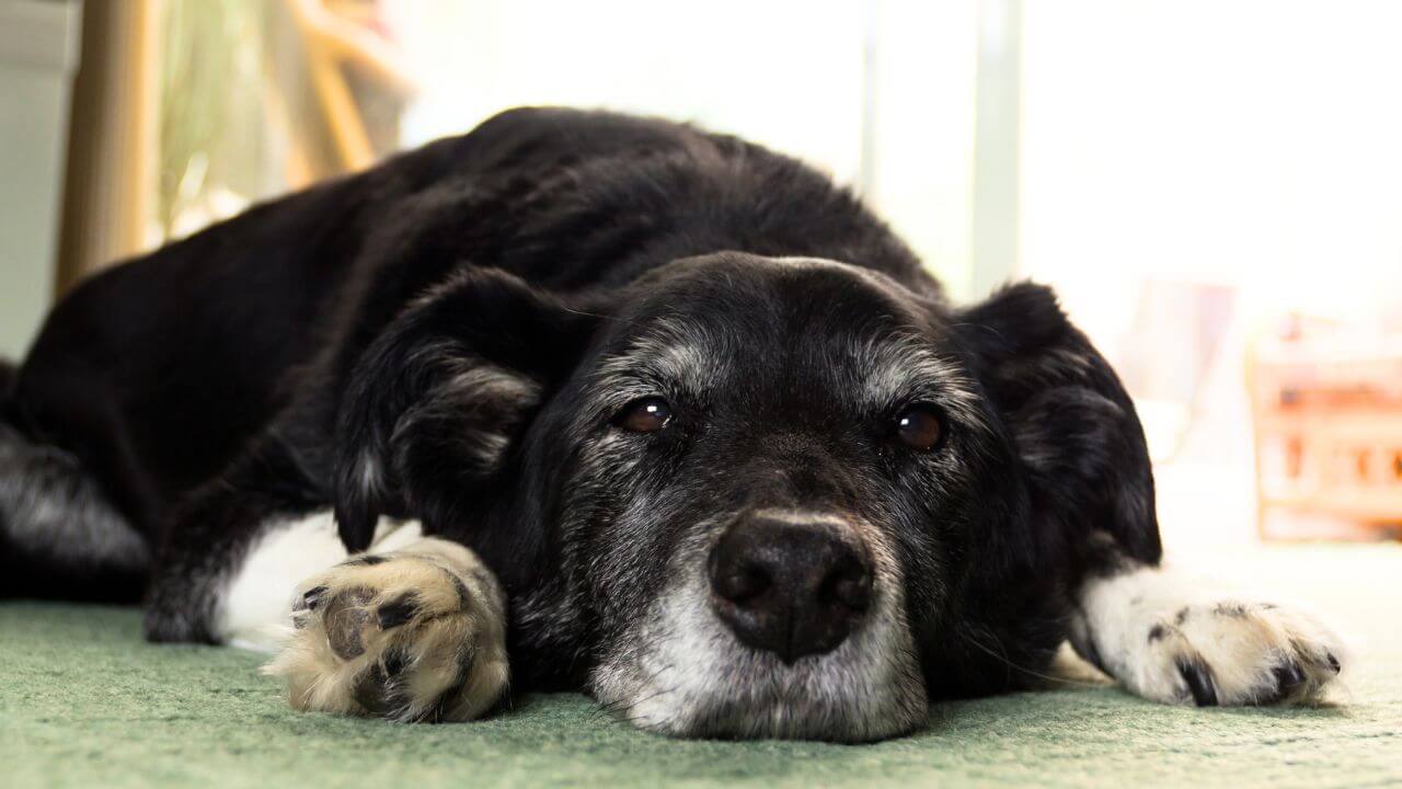 Fotografia em close-up e plano frontal de um cão idoso de pelagem preta com o focinho e as sobrancelhas grisalhos. O cão está deitado sobre um tapete verde, com a cabeça apoiada sobre as patas dianteiras, olhando diretamente para a câmera com uma expressão serena e olhos castanhos expressivos. O fundo está desfocado em tons claros, destacando os detalhes da face envelhecida do animal.