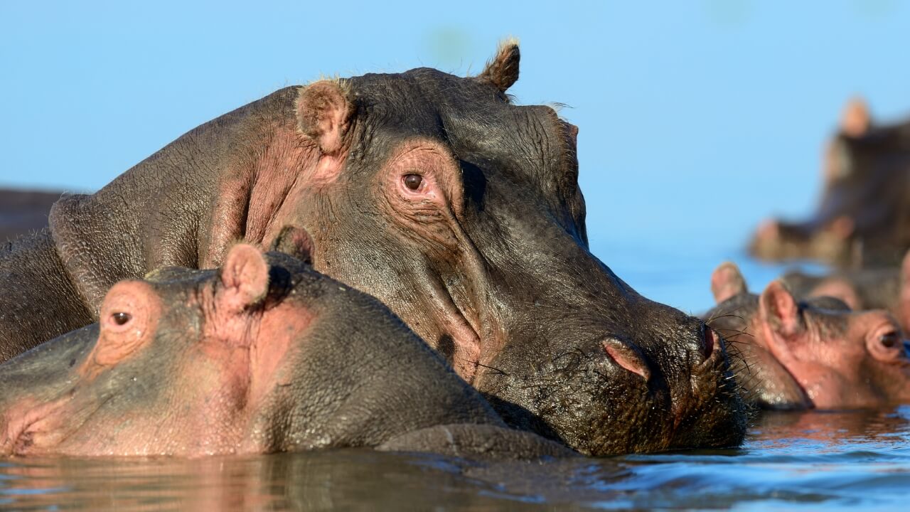 Hipopótamo agressividade
