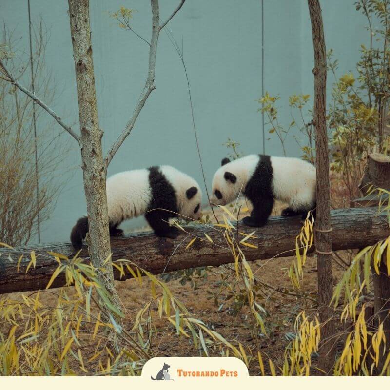 Dois filhotes de panda-gigante em 2025 caminhando sobre um tronco de árvore caído em um recinto. O ambiente simula uma floresta jovem com árvores finas e luz suave de outono.