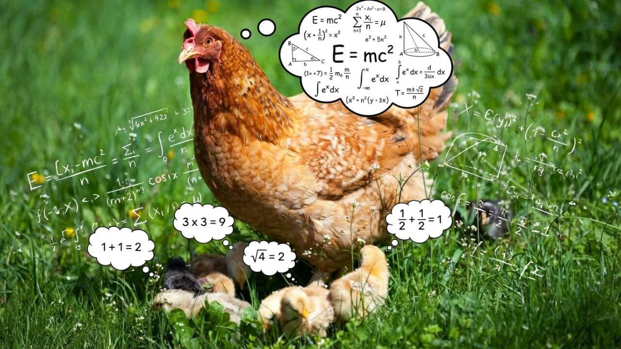 Inteligência das Galinhas e os 100 Rostos