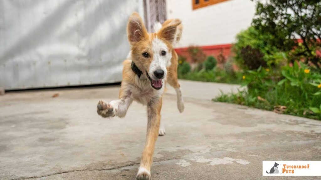 Cachorro vira-lata (SRD) branco e caramelo, peludo, correndo freneticamente, exemplificando a energia consciente típica dos Zoomies.