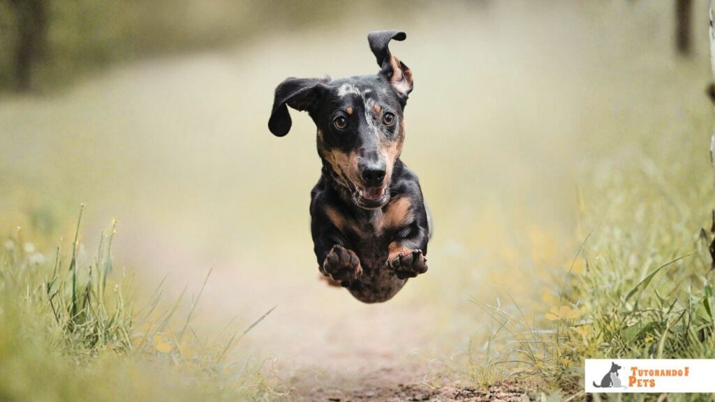Cachorro da raça Dachshund (salsicha) correndo em alta velocidade, ilustrando a explosão de energia súbita conhecida como Poo-phoria.