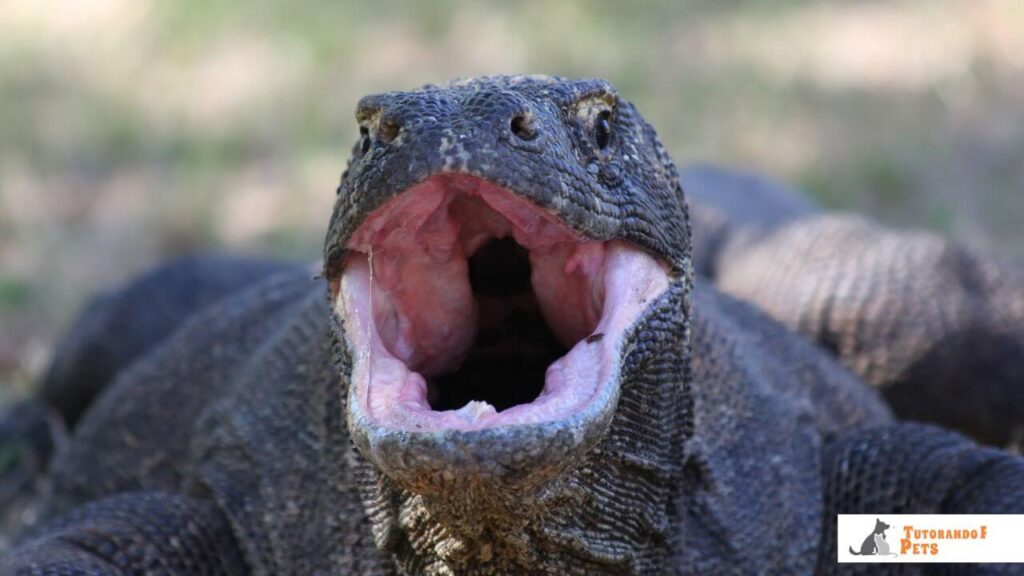 Close de um Dragão de Komodo com a boca bem aberta, exibindo a gengiva espessa e rosada que esconde seus dentes afiados.