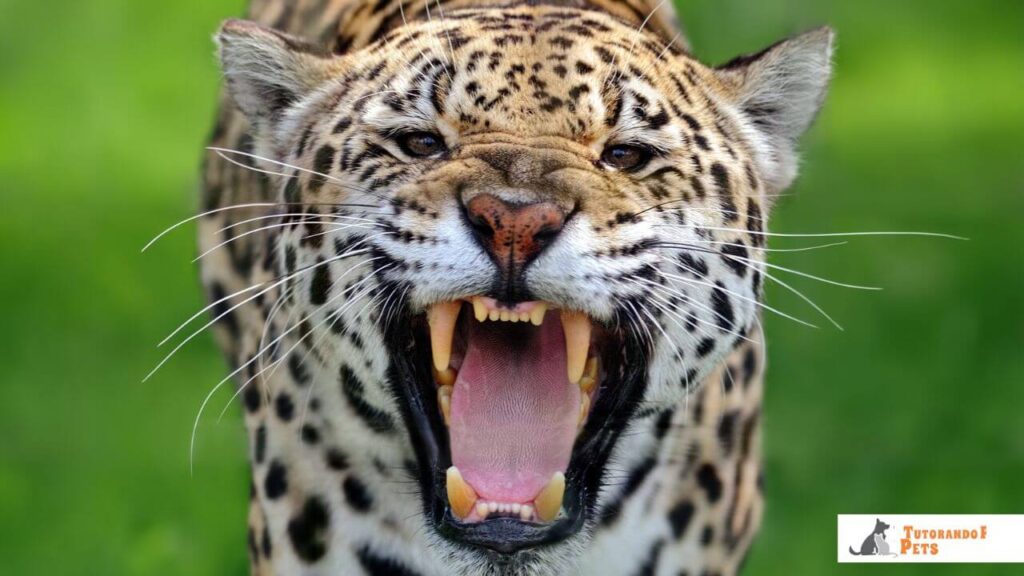 Close-up frontal intenso de uma onça-pintada rugindo, com a boca totalmente aberta exibindo seus longos caninos superiores e inferiores e a anatomia robusta da mandíbula. O animal olha diretamente para a frente com bigodes visíveis e pelagem com rosetas nítidas, sobre um fundo verde desfocado. No canto inferior direito, o logotipo do blog Tutorando Pets