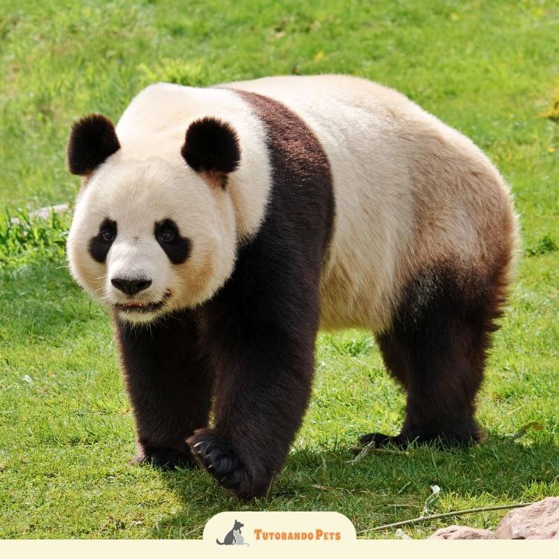 Fotografia de um panda gigante caminhando sobre a grama verde em um campo aberto sob luz solar.