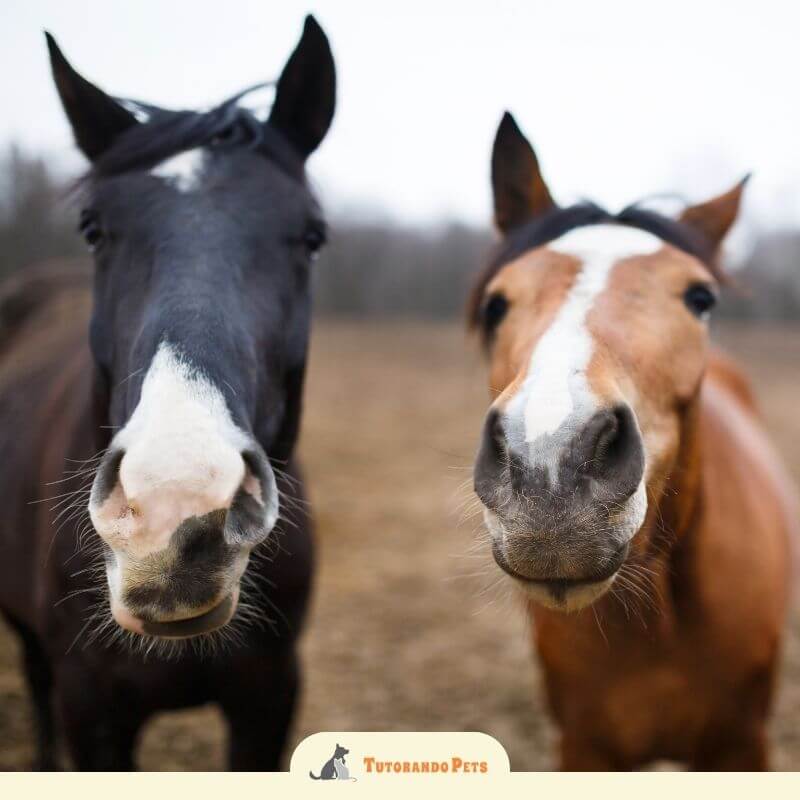 Fotografia aproximada de dois cavalos, um de pelagem escura e outro castanho com uma mancha branca na face (estrela e filete). Eles estão com os focinhos muito próximos à câmera, como se estivessem curiosos e cheirando a lente. O foco está detalhado nas narinas e nos pelos táteis (vibrissas).