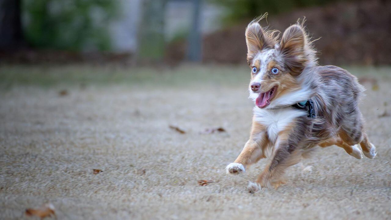 Um cachorro correndo muito rápido