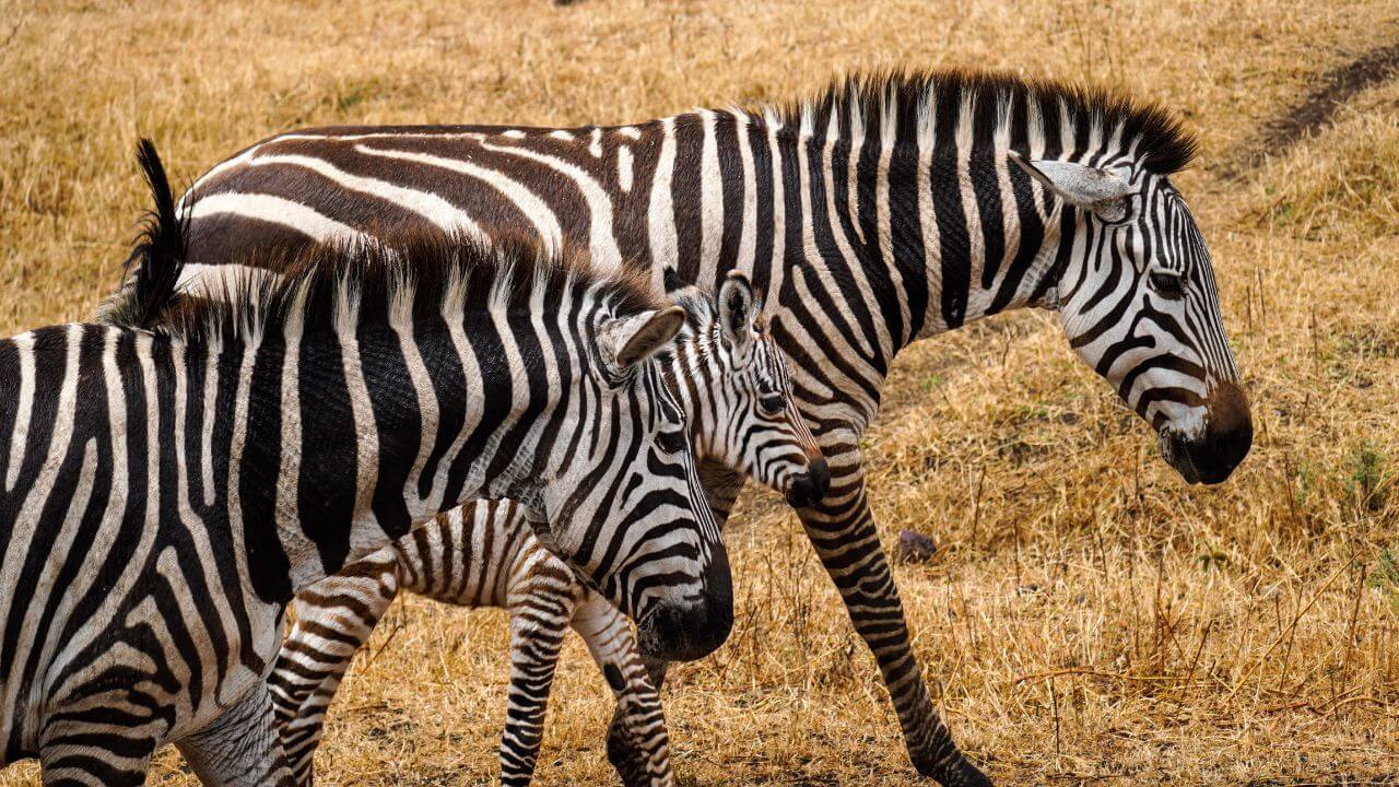 Fotografia lateral de uma zebra adulta e seu filhote caminhando em uma savana de grama seca. A imagem destaca os padrões complexos de listras pretas e brancas de ambos os animais, que se sobrepõem visualmente. A zebra adulta está à direita e o filhote caminha logo à frente, à esquerda.